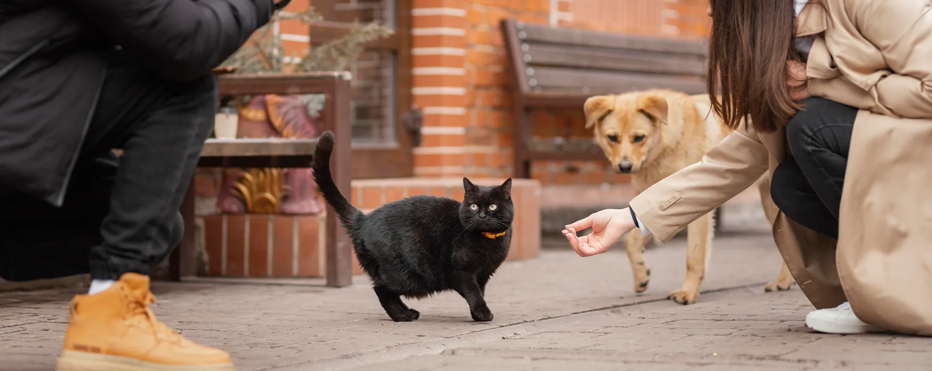 Close Up People Feeding Pets
