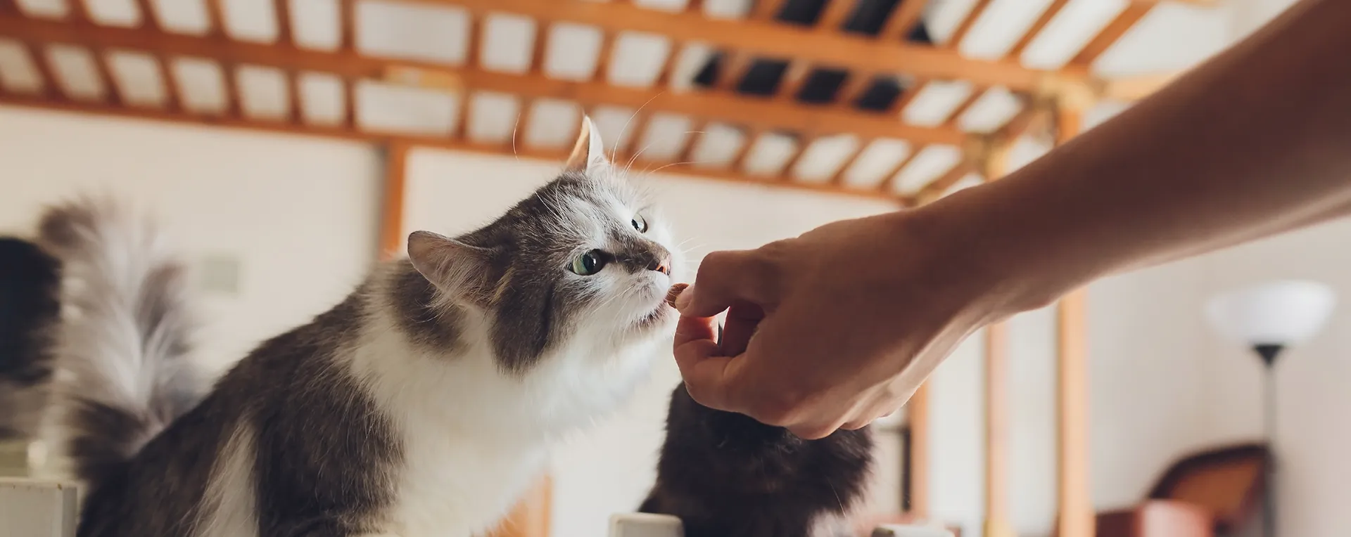 Domestic Life With Pet Young Man Gives His Cat Meat Snack